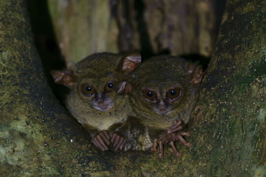 Image of Tarsius spectrumgurskyae Shekelle, Groves, Maryanto & Mittermeier 2017