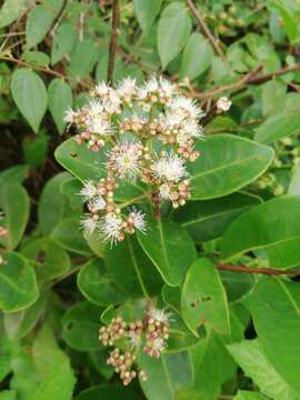 Слика од Syzygium caryophyllatum (L.) Alston