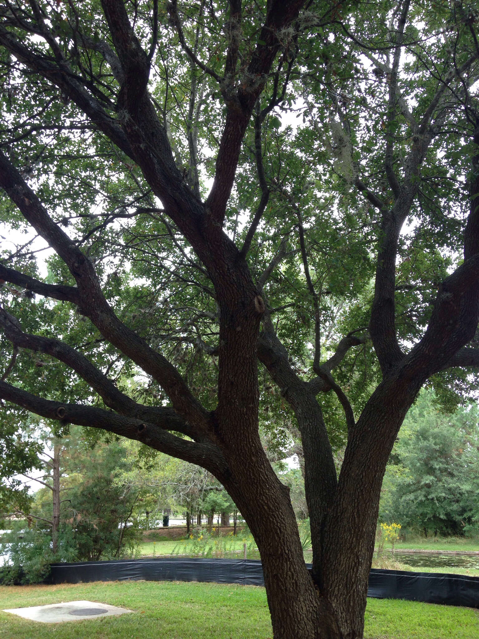 Image of Southern Live Oak