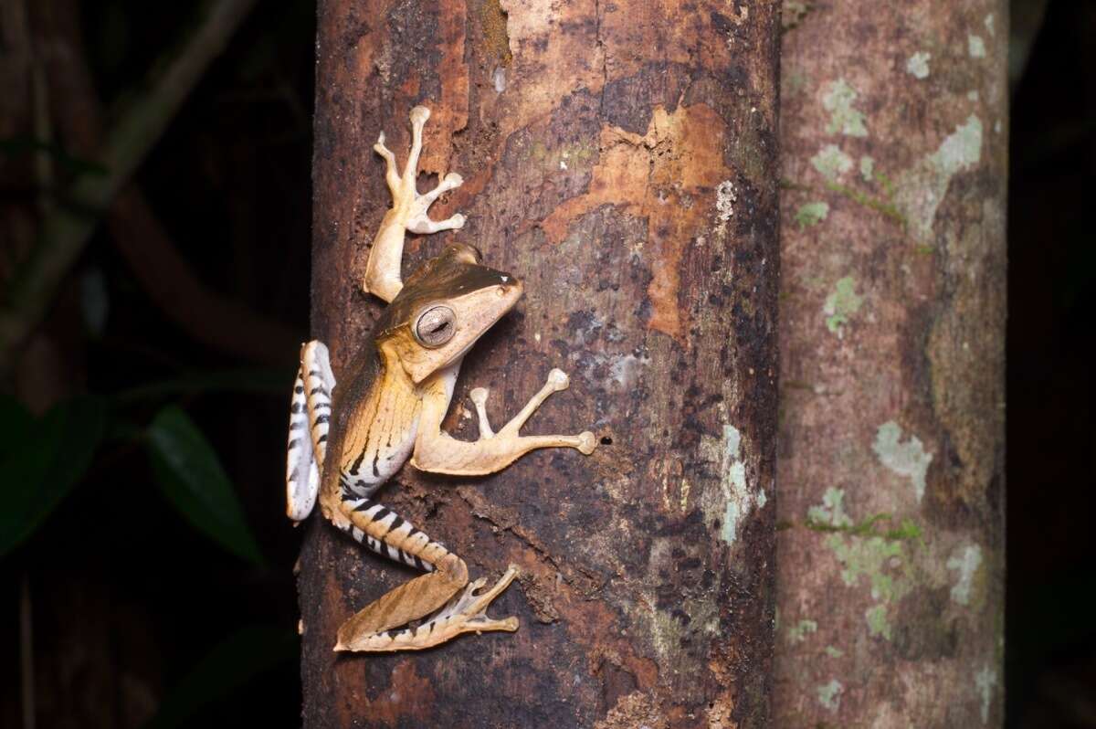 Image of File-Eared Tree Frog