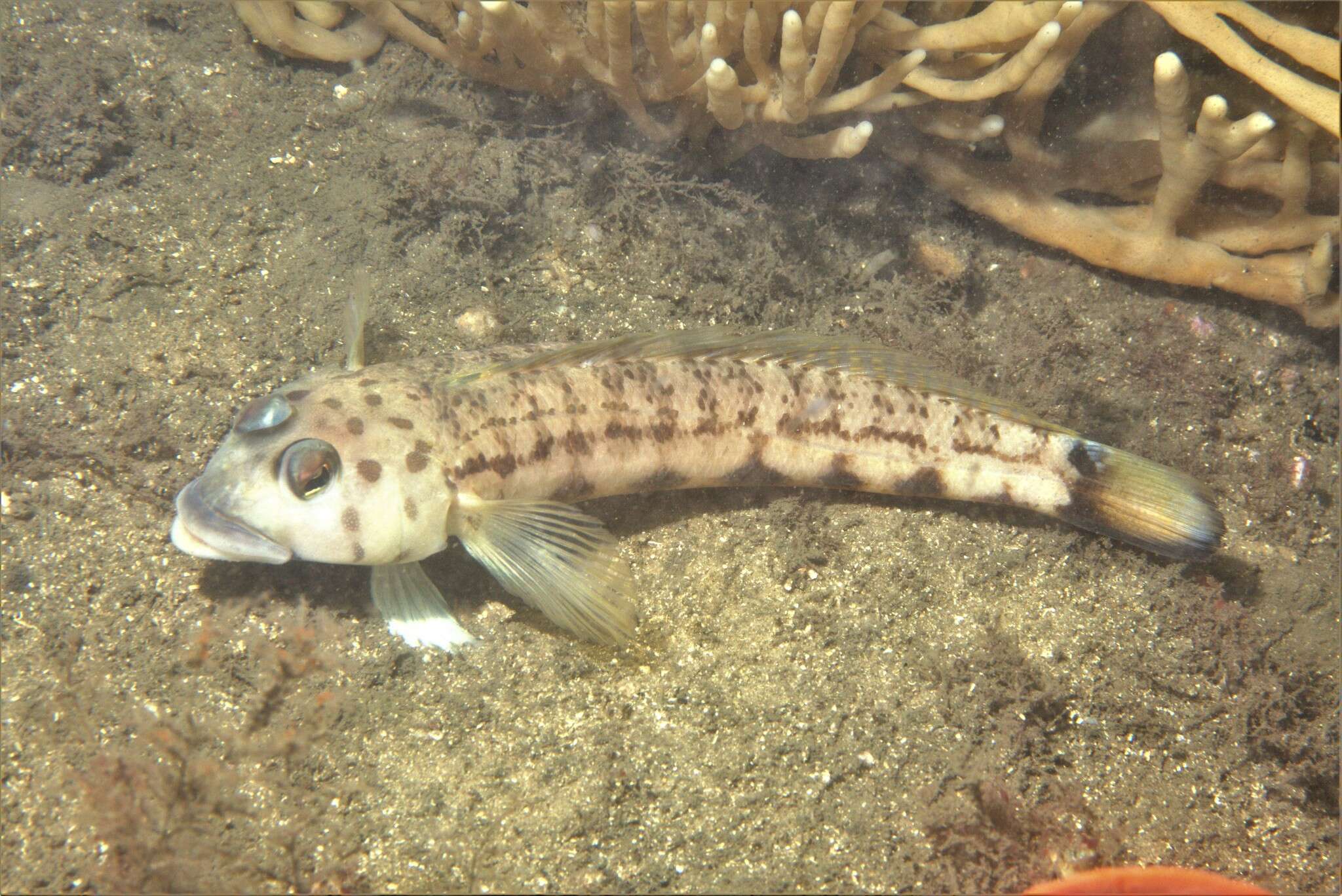 Image of Ramsay&#39;s grubfish