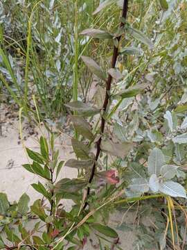 Image of hairy goldenrod