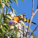 Image of Red-collared Lorikeet