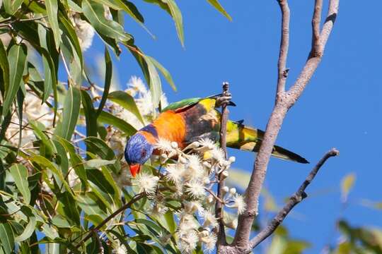 Image of Red-collared Lorikeet