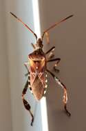 Image of Pine Seed Bug