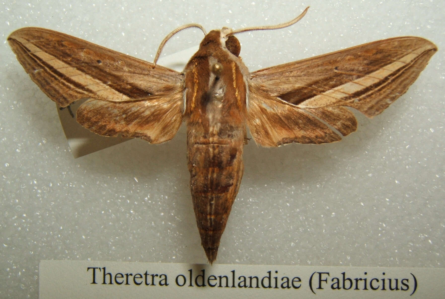 Image of Theretra oldenlandiae (Fabricius 1775)