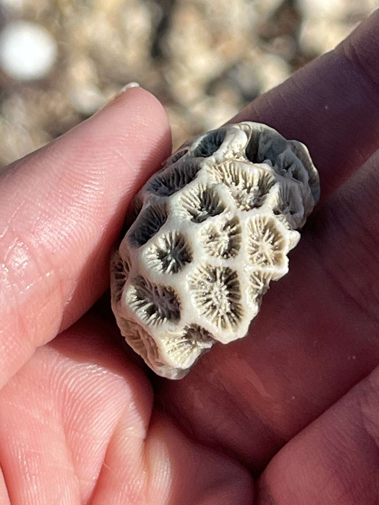 Image of Golfball Coral