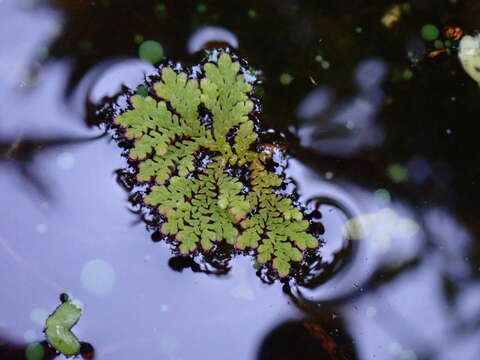 Image of Azolla filiculoides subsp. cristata (Kaulf.) Fraser-Jenk.