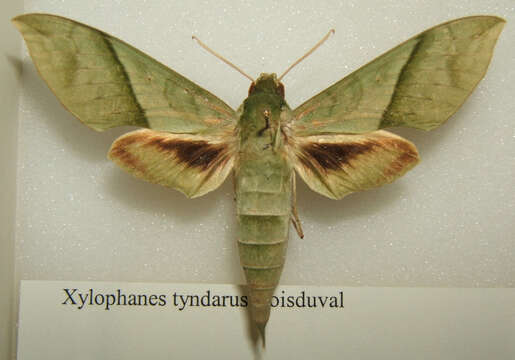 Image of Xylophanes tyndarus (Boisduval (1875))