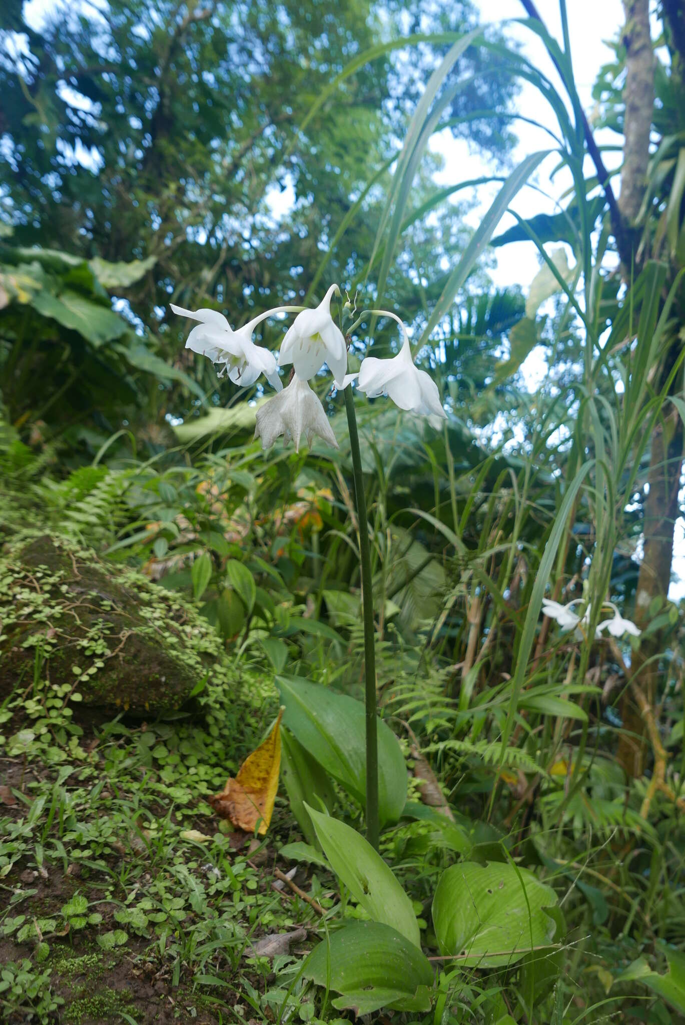 Image of Urceolina amazonica