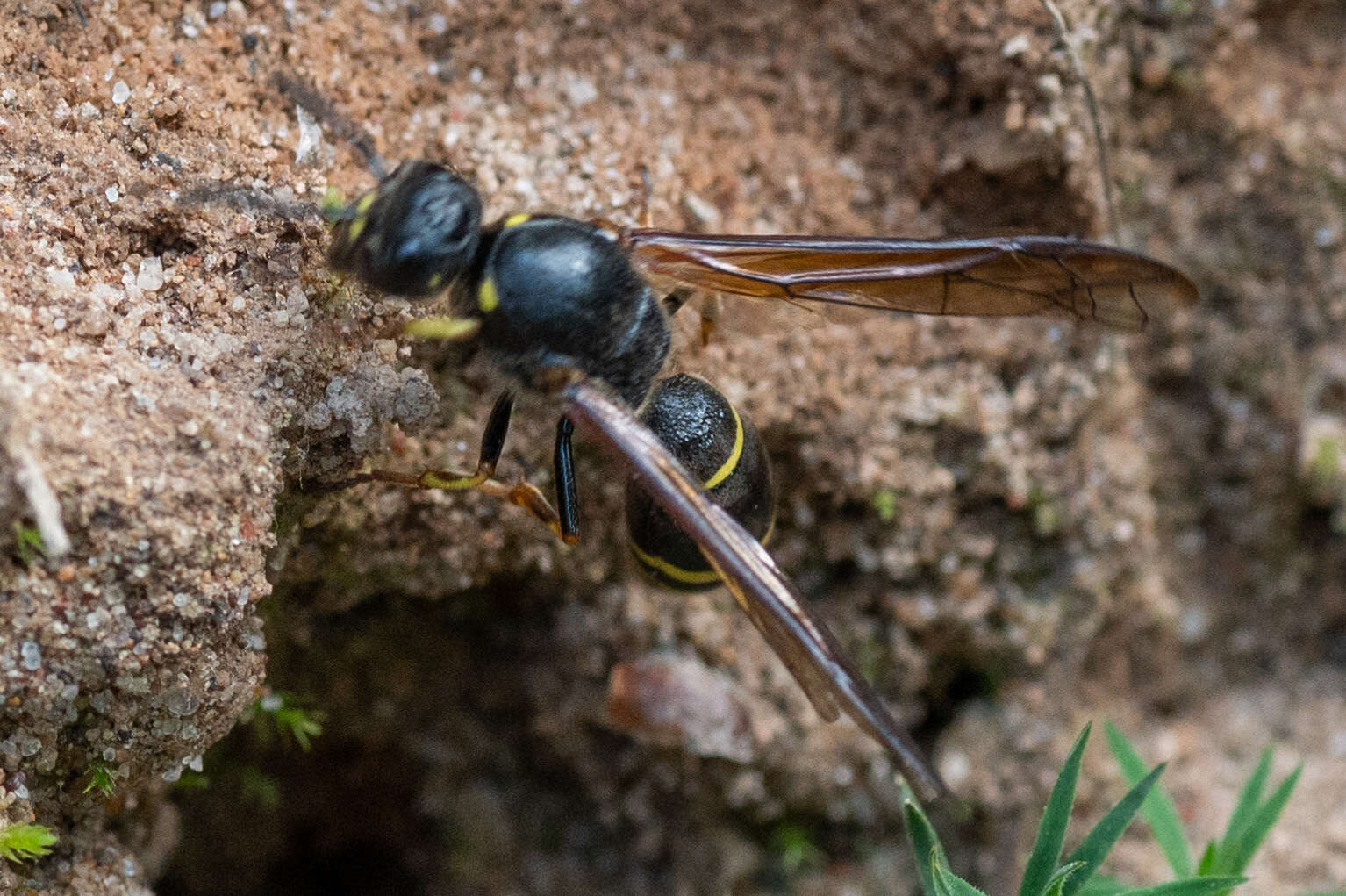 Sivun Symmorphus murarius (Linnaeus 1758) kuva