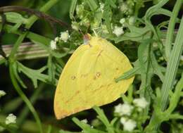 Image of Catopsilia pyranthe (Linnaeus 1758)