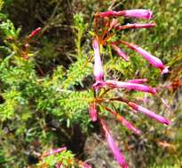 Image of Erica embothriifolia var. longiflora H. Bol.