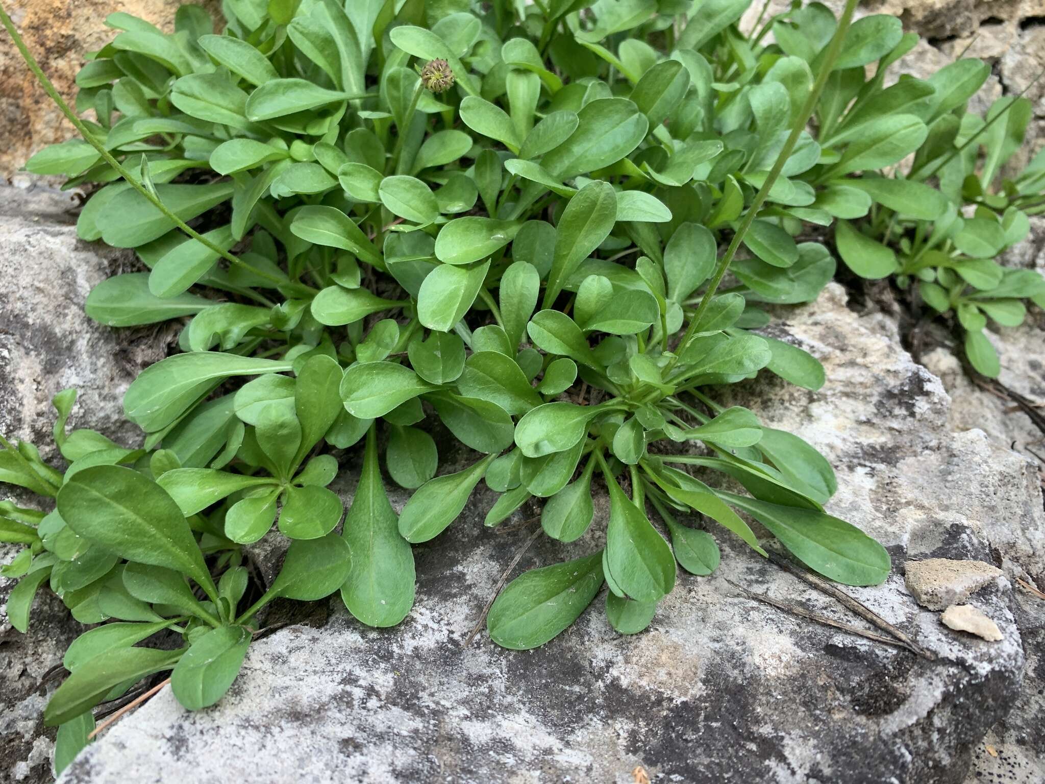 Image of Garrett's fleabane