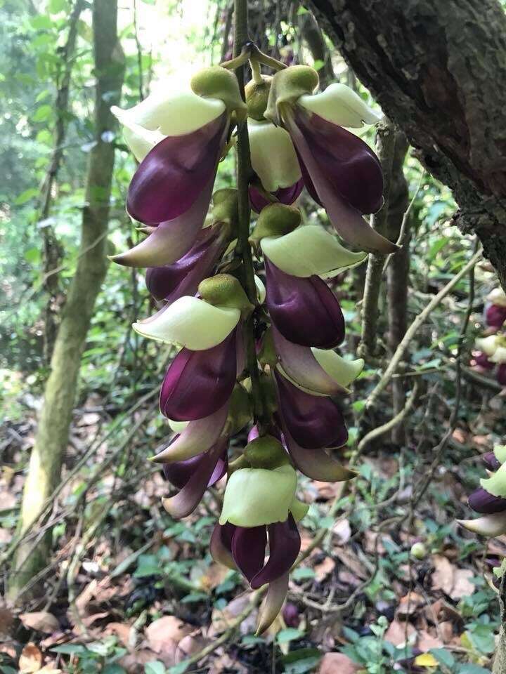 Imagem de Mucuna macrocarpa Wall.