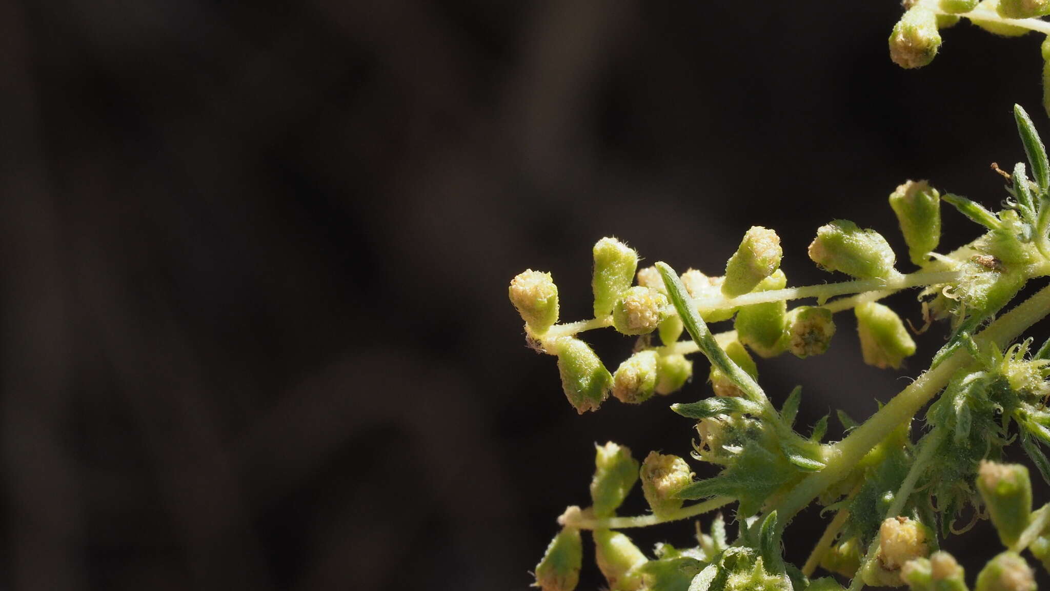 Image of weakleaf bur ragweed