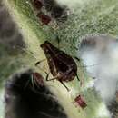 Image of Aphid