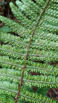 Image of <i>Dryopteris transmorrisonensis</i>