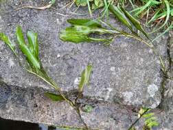 Image of alpine pondweed