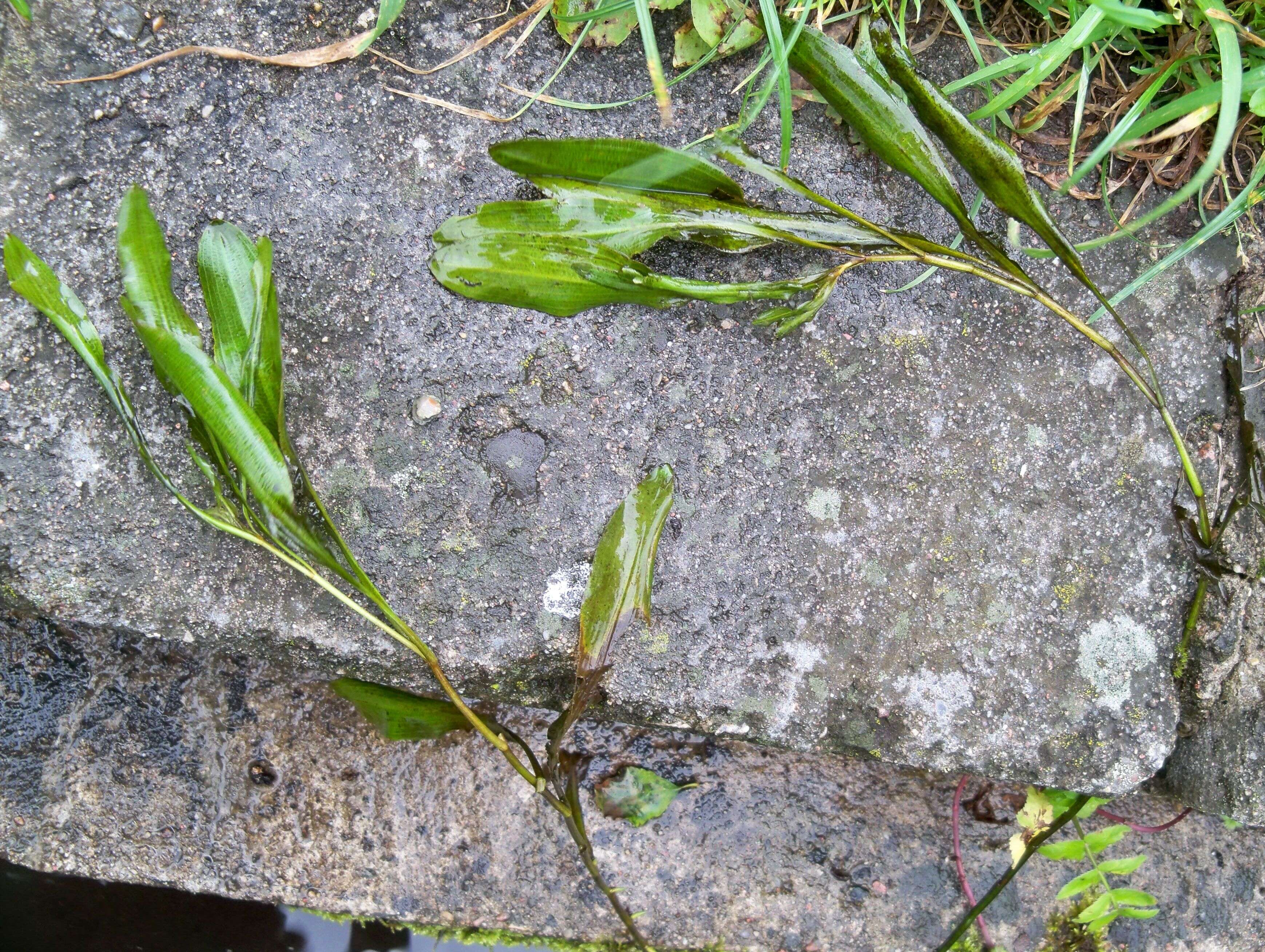 Image of alpine pondweed