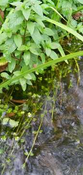 Image of Water Mint