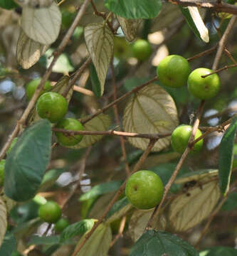 Image of Indian Jujube