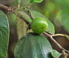 Image of Indian Jujube