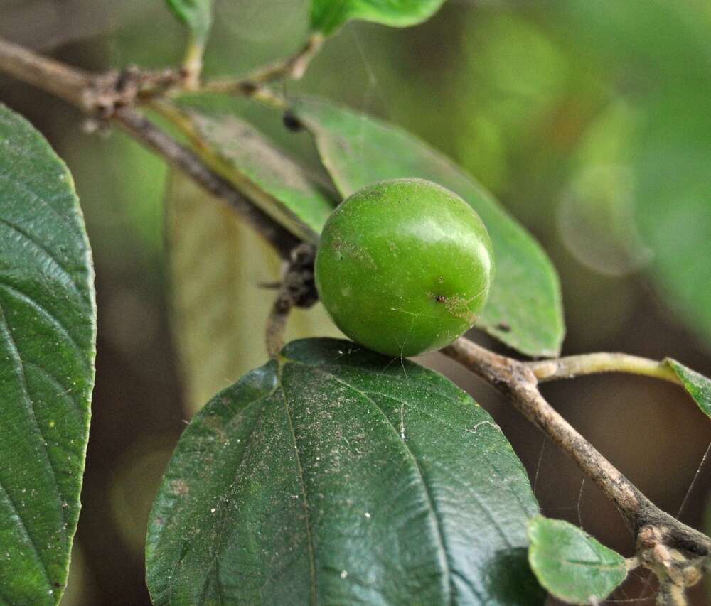 Image of Indian Jujube