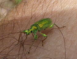 Plancia ëd Phyllobius (Phyllobius) arborator (Herbst 1797)