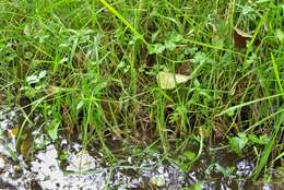 Image of creeping bentgrass