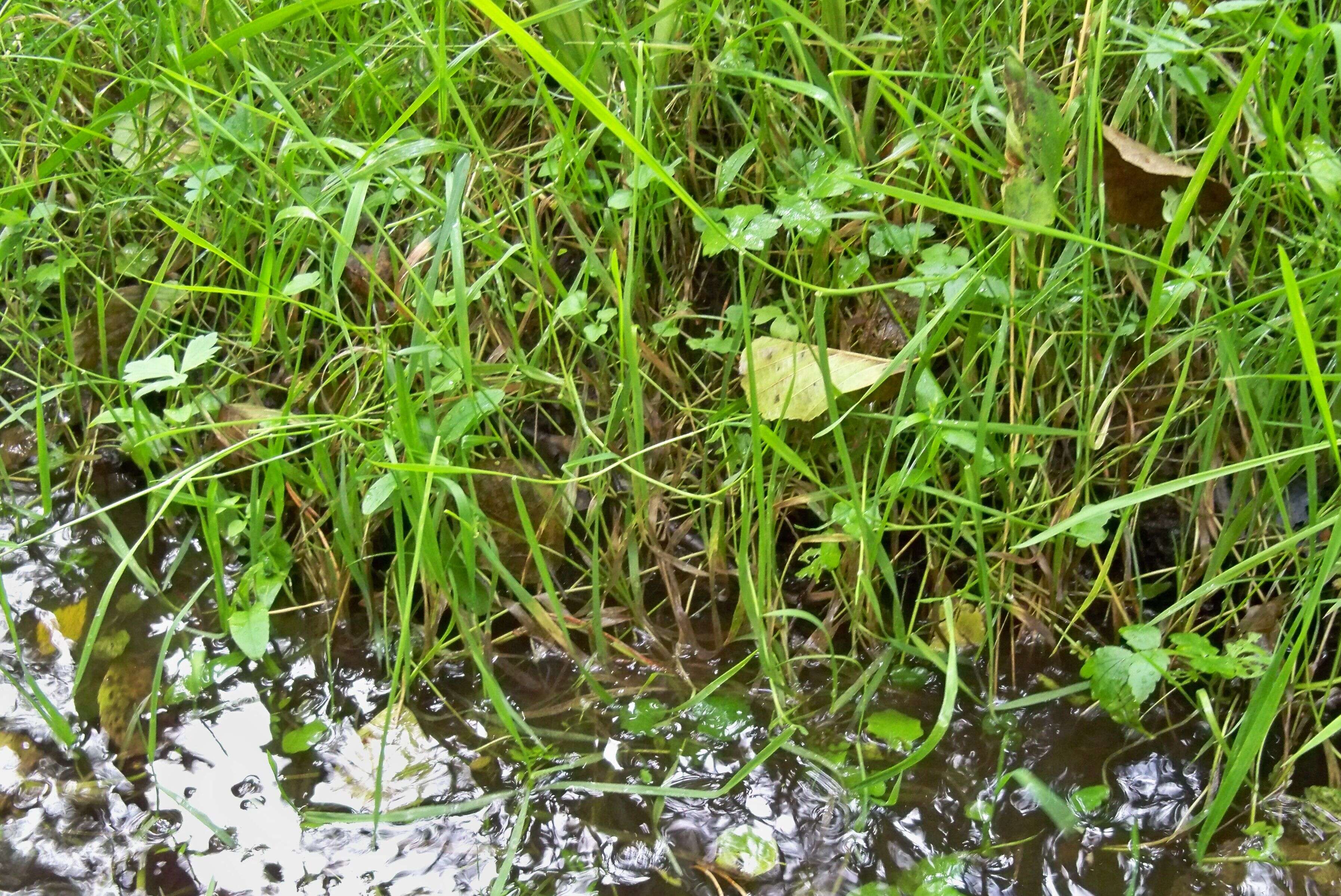 Image of creeping bentgrass