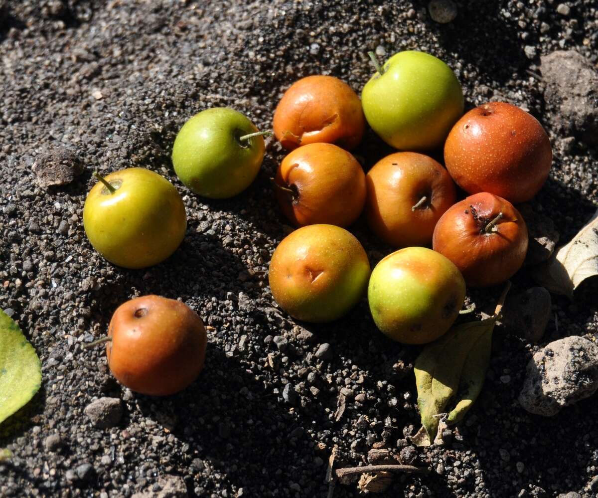 Image of Indian Jujube