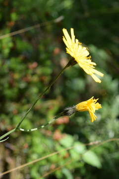 Imagem de Hieracium bifidum Kit.