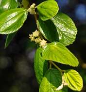 Image of Indian Jujube