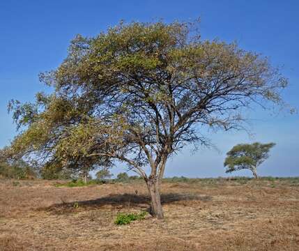 Image of Indian Jujube