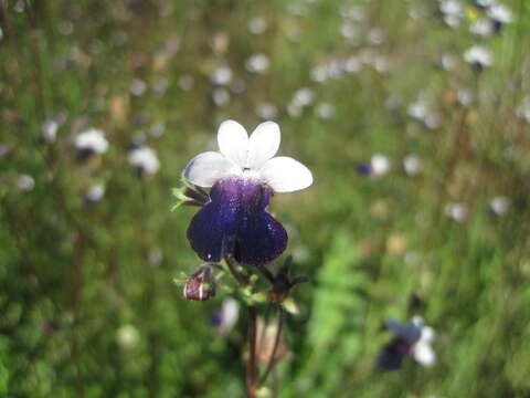 صورة Nemesia barbata (Thunb.) Benth.