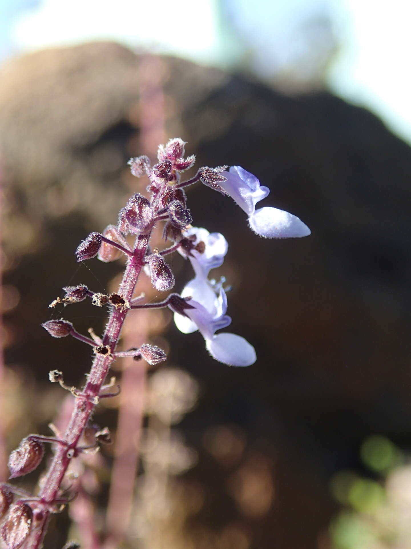 Imagem de <i>Coleus australis</i>