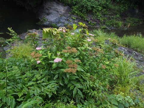 Image of Japanese meadowsweet