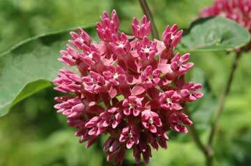 Image of purple milkweed