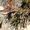 Image of Protea tenax (Salisb.) R. Br.