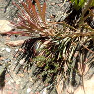 Image of Protea tenax (Salisb.) R. Br.