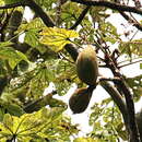 Image of Panama tree