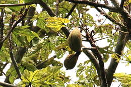 Слика од Sterculia apetala (Jacq.) Karst.