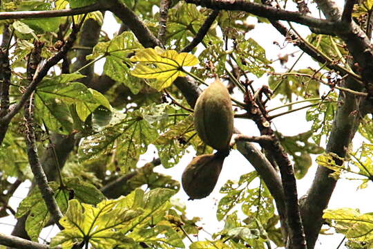 Image de Sterculia apetala (Jacq.) Karst.