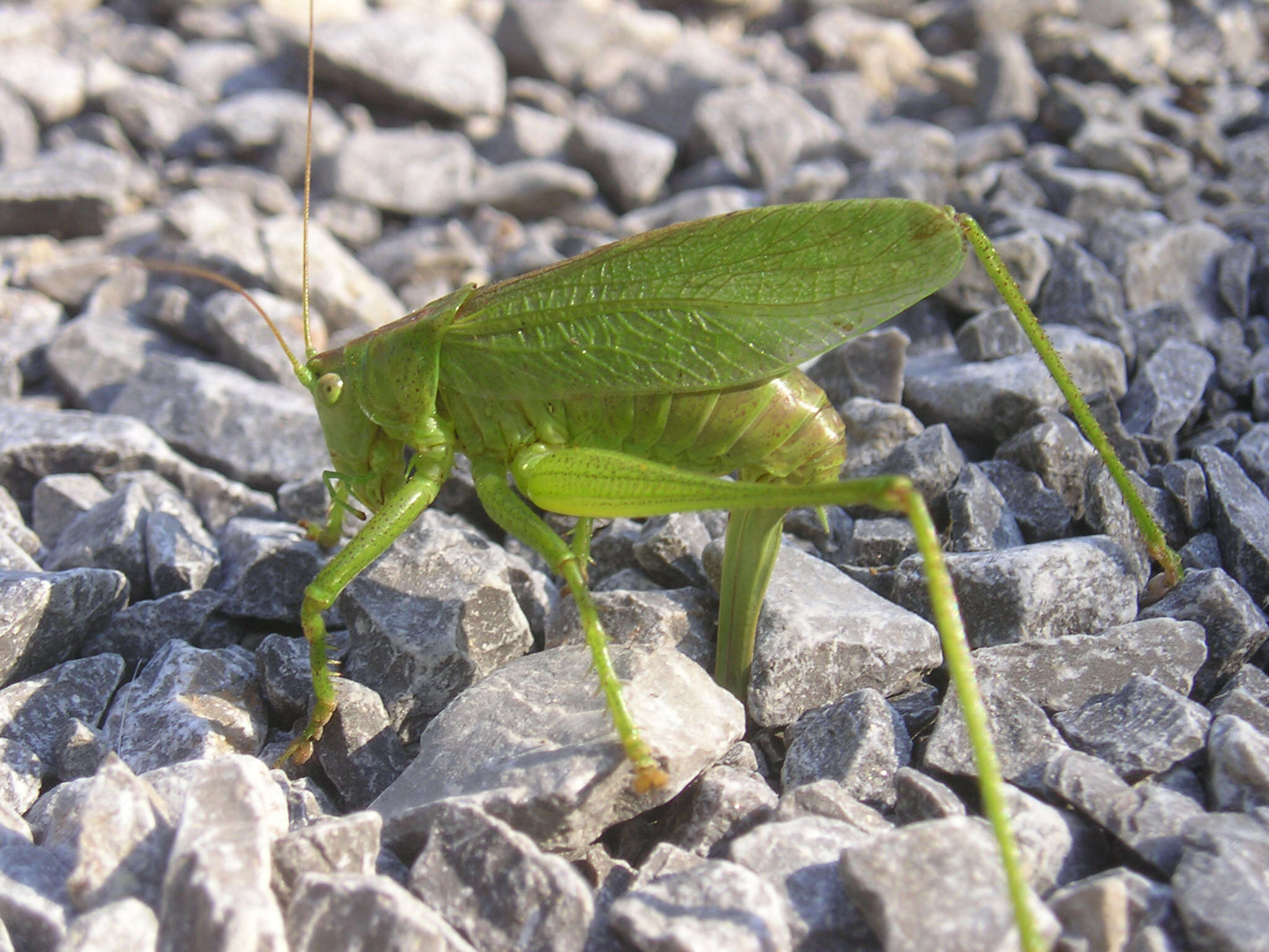 Image of upland green bush-cricket