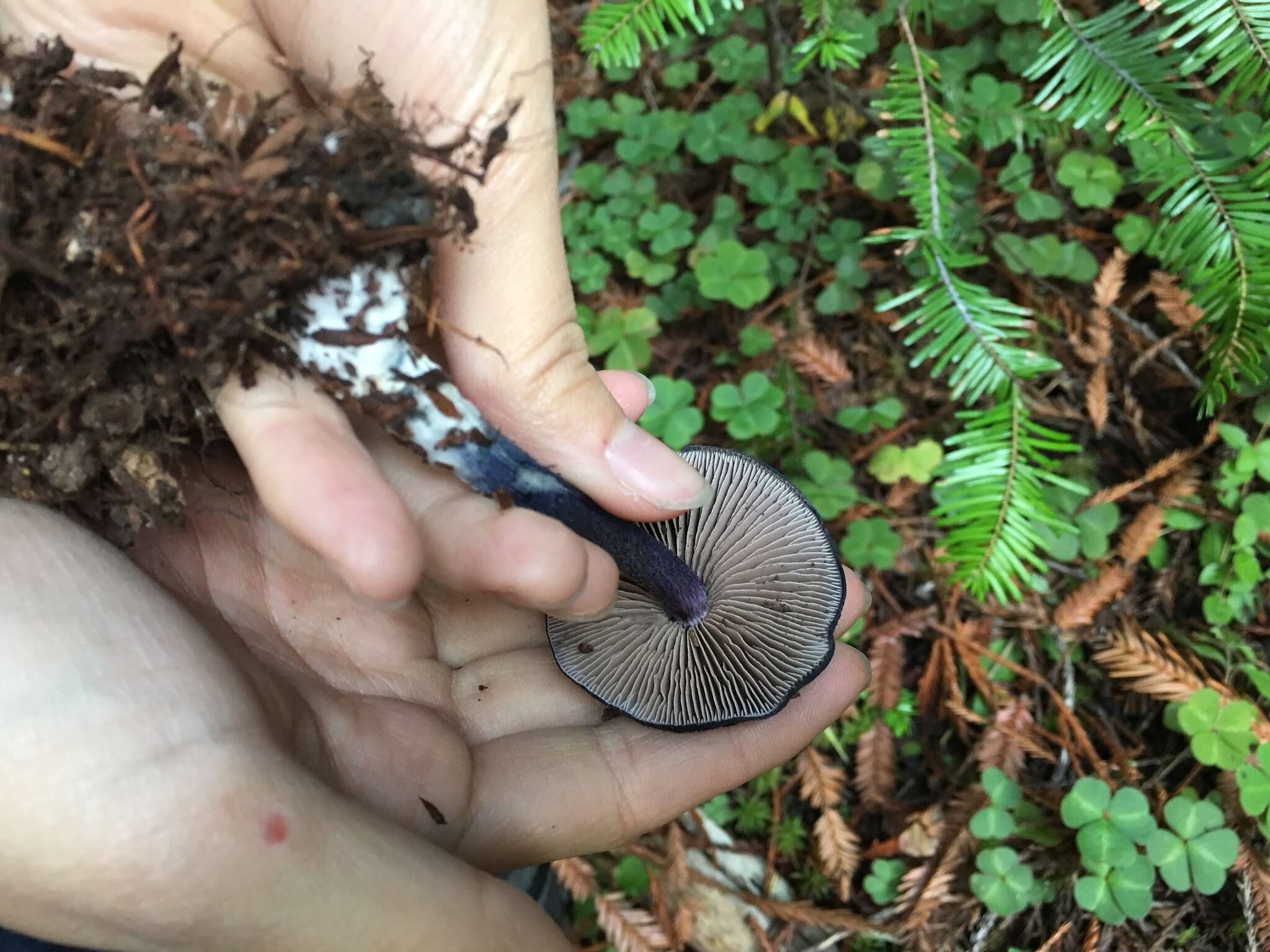 Image of Entoloma subcarneum (Largent) Blanco-Dios 2015