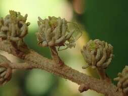 Sivun Mallotus paniculatus (Lam.) Müll. Arg. kuva