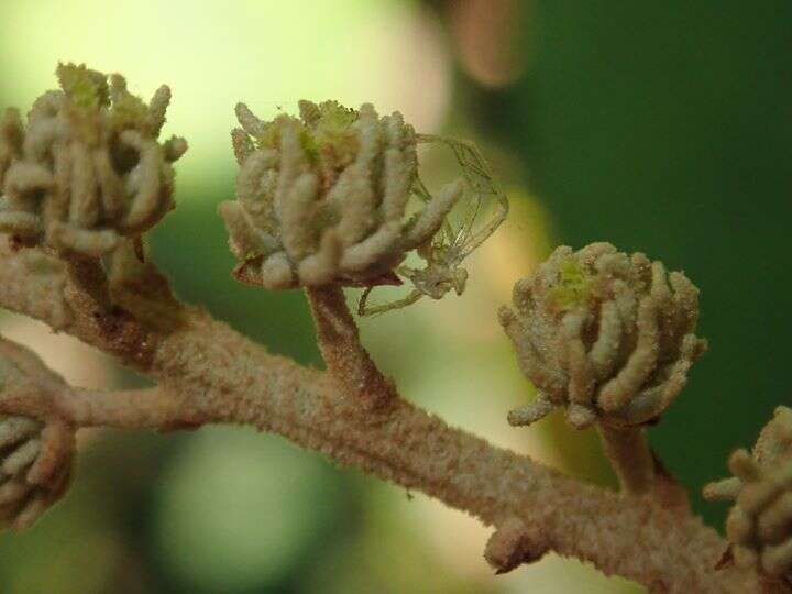 Plancia ëd Mallotus paniculatus (Lam.) Müll. Arg.