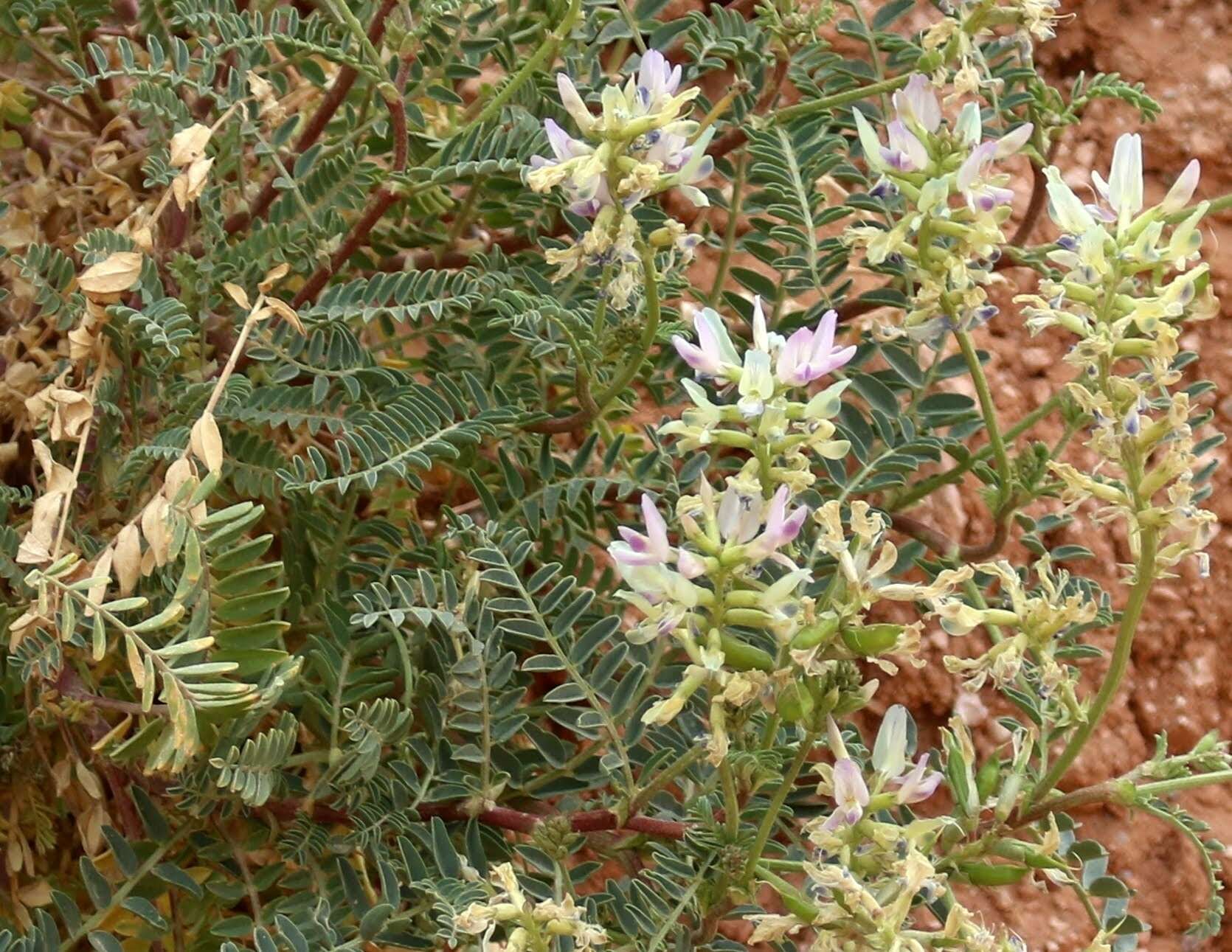 Astragalus lentiginosus var. yuccanus M. E. Jones的圖片