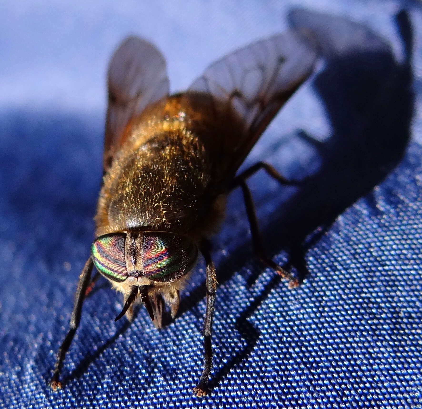 Image of Tabanus bromius Linnaeus 1758